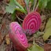 Chioggia Beet Seeds - 4 Oz - Non-GMO, Heirloom Organic - Vegetable Garden, Microgreens - Also Called: Candy Cane, Bullseye Beet   565432165